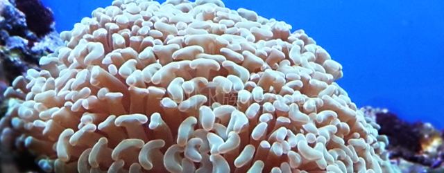 榔头珊瑚